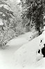 Sentiero nel bosco