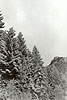 Abeti carichi di neve