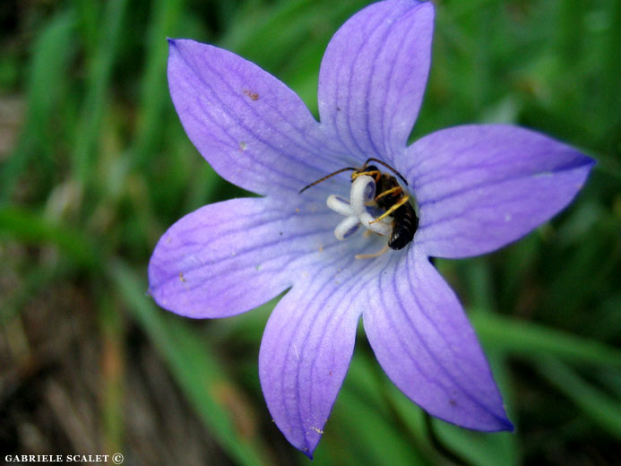 campanula viola