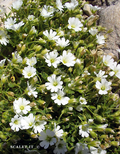fiori bianchi