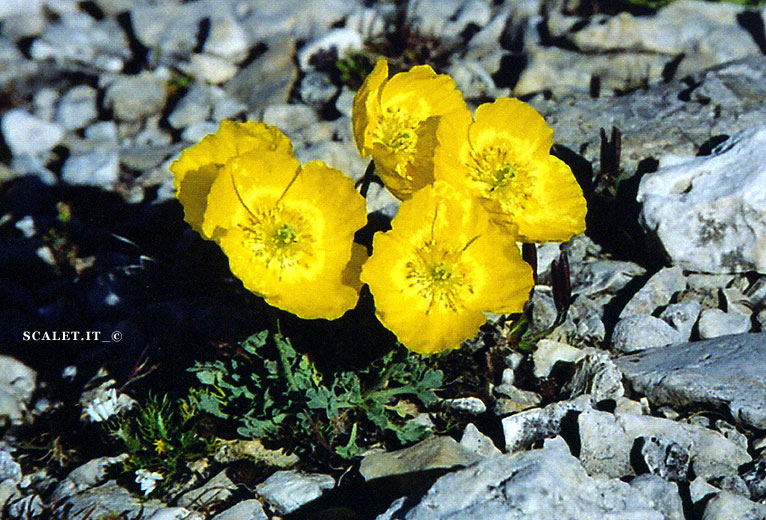 fiori gialli