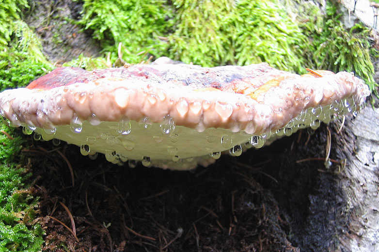 Coriolus Versicolor