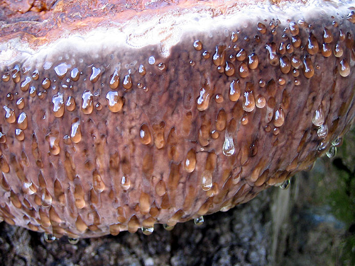 Coriolus Versicolor